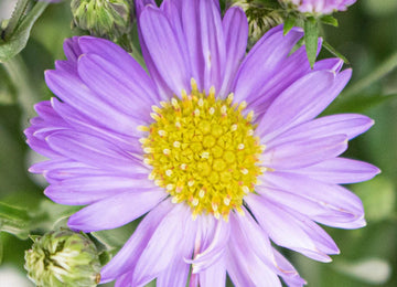 Purple Aster Flowers Up Close