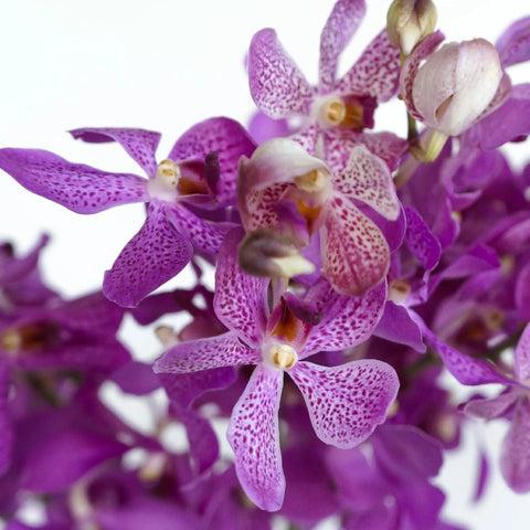 Purple Berry Sparkles Mokara Orchid Close Up - Image