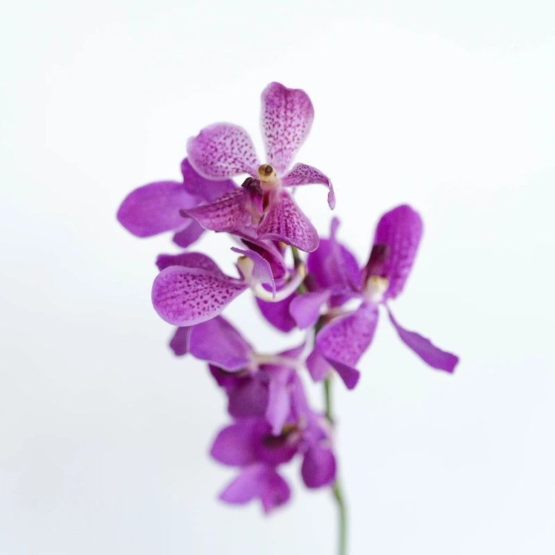 Purple Berry Sparkles Mokara Orchid Stem - Image