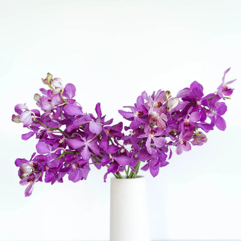 Purple Berry Sparkles Mokara Orchid Vase - Image