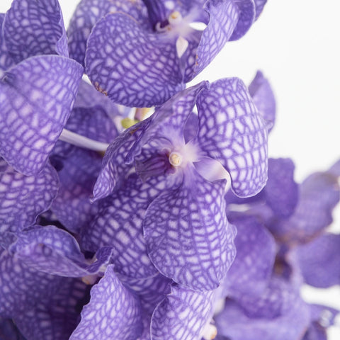 Purple Bicolor Vanda Orchid Flower Close Up - Image