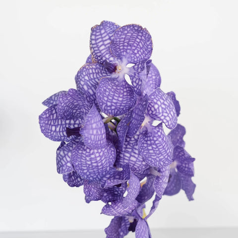 Purple Bicolor Vanda Orchid Flower Stem - Image