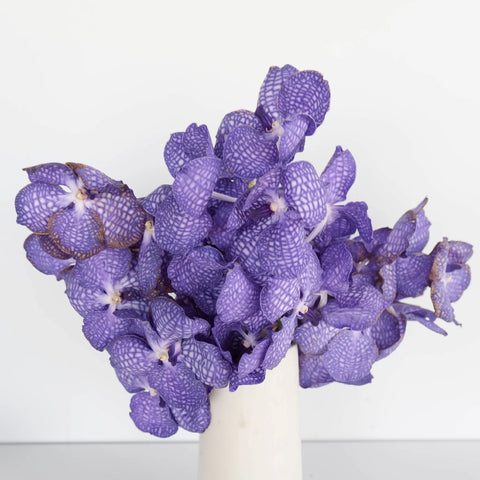Purple Bicolor Vanda Orchid Flower Vase - Image