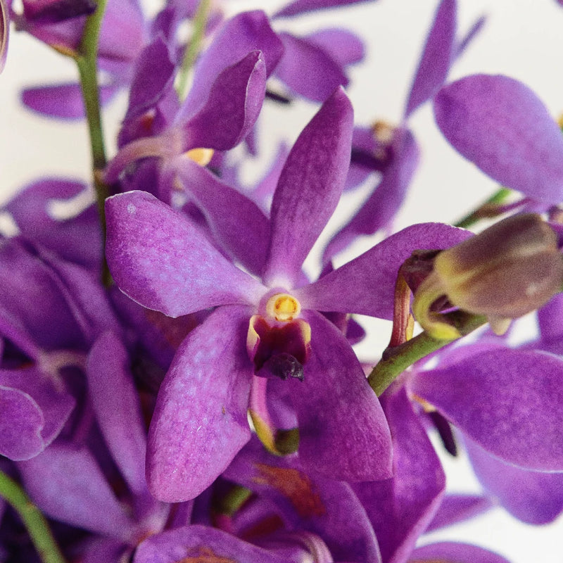 Purple Bulk Mokara Orchids Close Up - Image