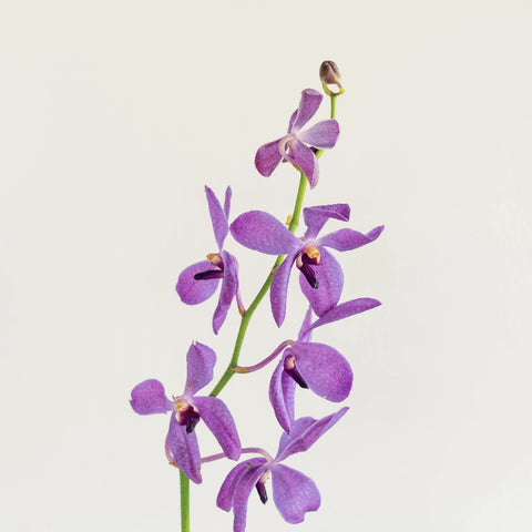 Purple Bulk Mokara Orchids Stem - Image
