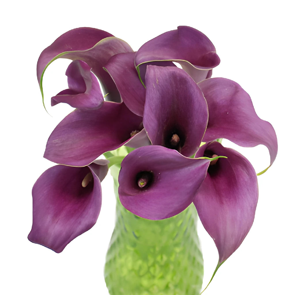 Buy Wholesale Purple Mini Calla Lily Flower in Bulk