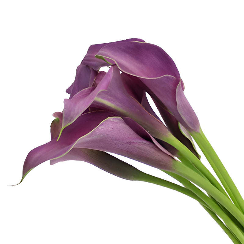 purple lily looking flower Buy Wholesale Purple Mini Calla Lily Flower in Bulk