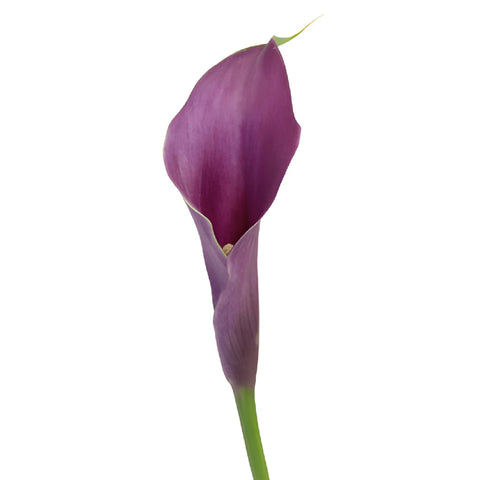Purple Mini Calla Lily Flower