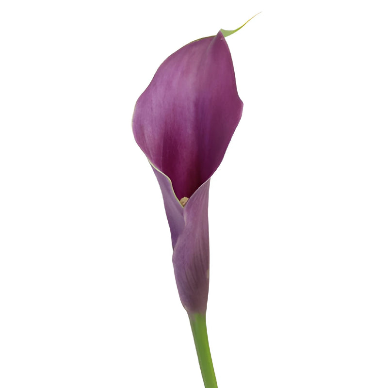 Purple Mini Calla Lily Flower