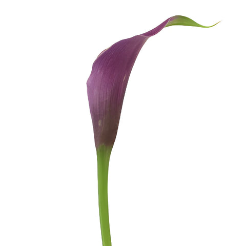 Purple Mini Calla Lily Flower