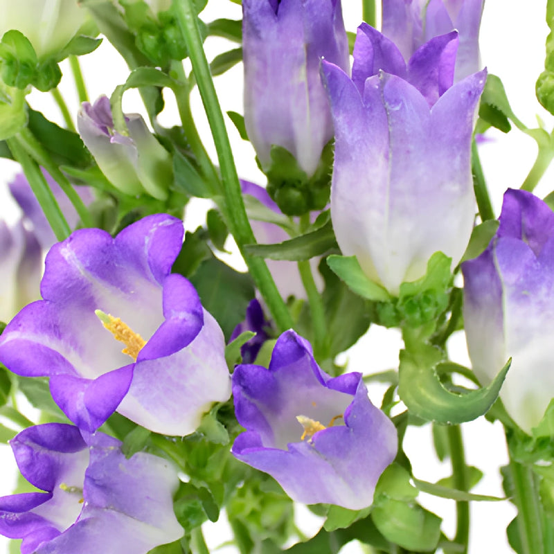 lavender bell shaped flower Buy Wholesale Purple Campanula Bellflowers in Bulk