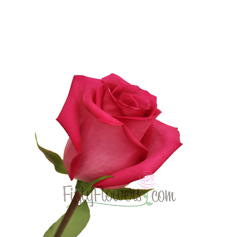 Purple Cezanna Hot Pink Rose Side Stem View