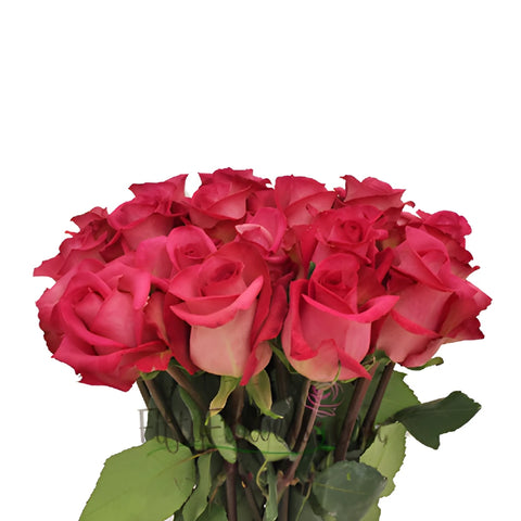 Purple Cezanne Hot Pink Wholesale Roses In a vase