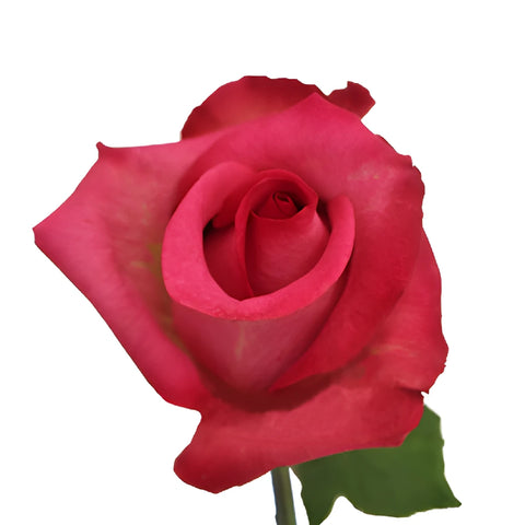 Purple Cezzane Hot Pink Rose Stem