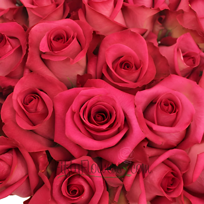 花 Pink'N Pretty Rose Pink'N Pretty Rose Plant|粉红美丽 – Rose_Explosion