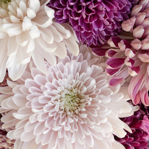 Purple Chrysanthemum Flower Kit Close Up - Image