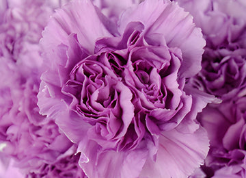 Purple Deep Lavender Wholesale Carnations Up close