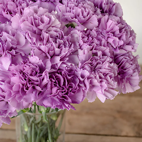 Purple Deep Lavender Carnation Flowers In a vase Close up