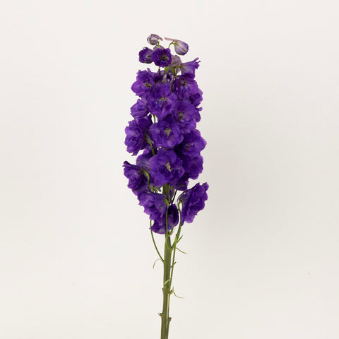 Purple Designer Delphinium Flower Stem - Image