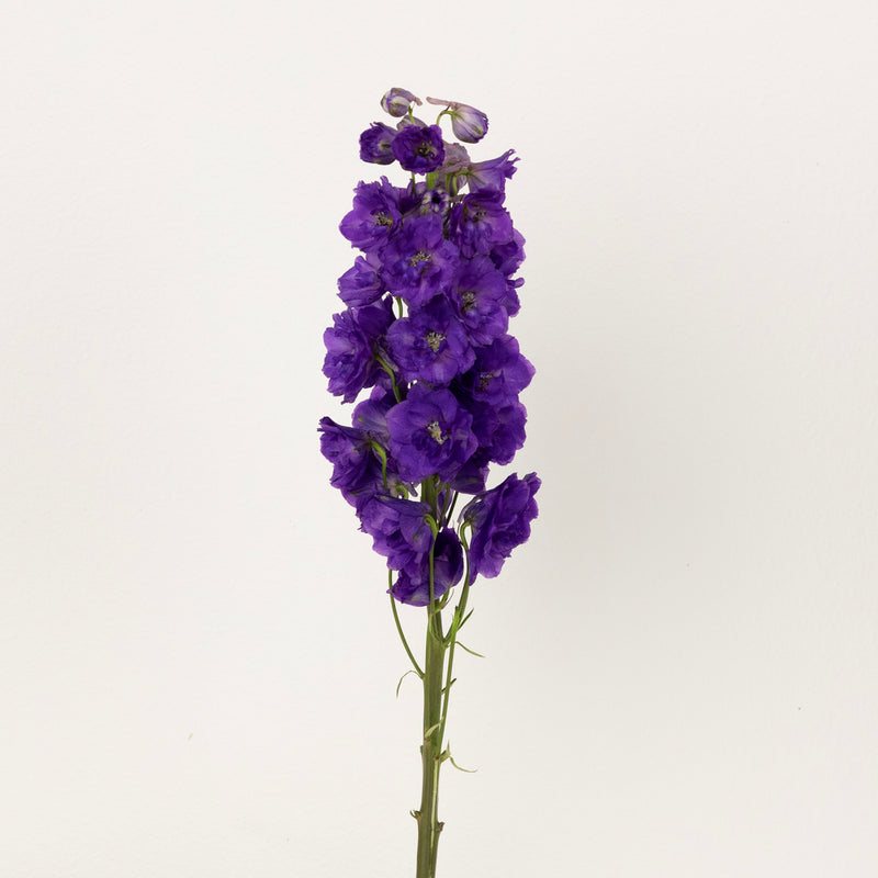 Purple Designer Delphinium Flower Stem - Image
