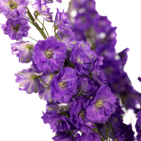 Purple Designer Delphinium Flower Close Up - Image
