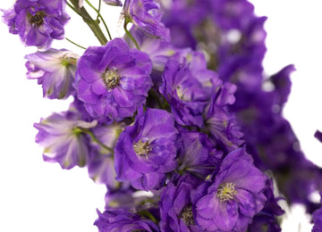 Purple Designer Delphinium Flower Close Up - Image
