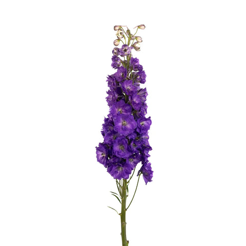 Purple Designer Delphinium Flower Stem - Image