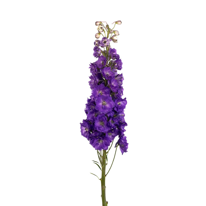 Purple Designer Delphinium Flower Stem - Image