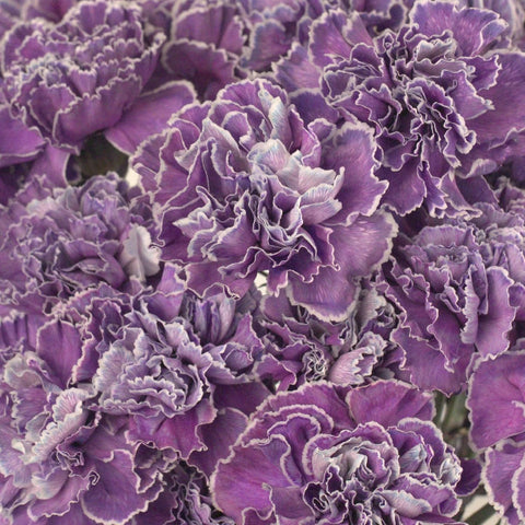 Purple Dyed Wholesale Carnation Flowers Close Up - Image