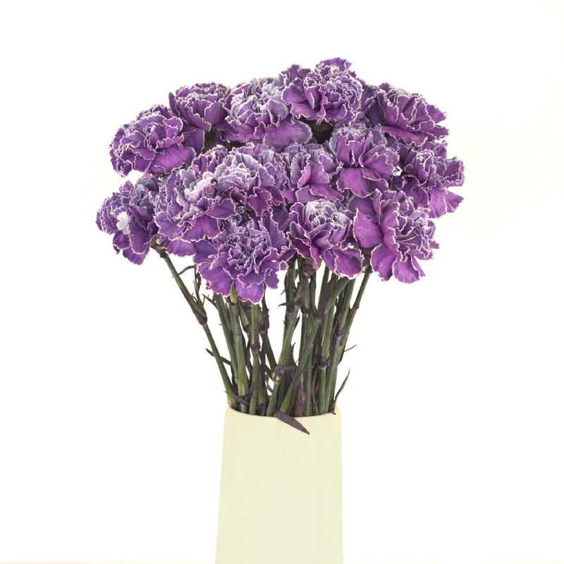 Purple Dyed Wholesale Carnation Flowers Vase - Image