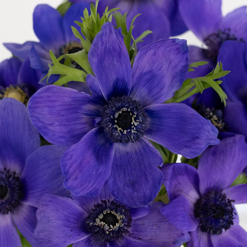 Purple Fresh Cut Anemone Flower Close Up - Image