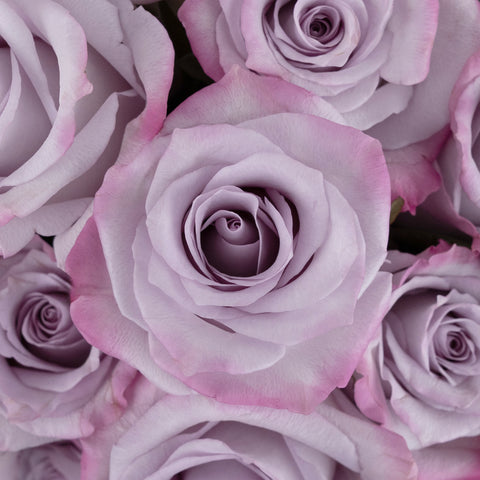 Purple Haze Lavender Rose Close Up - Image