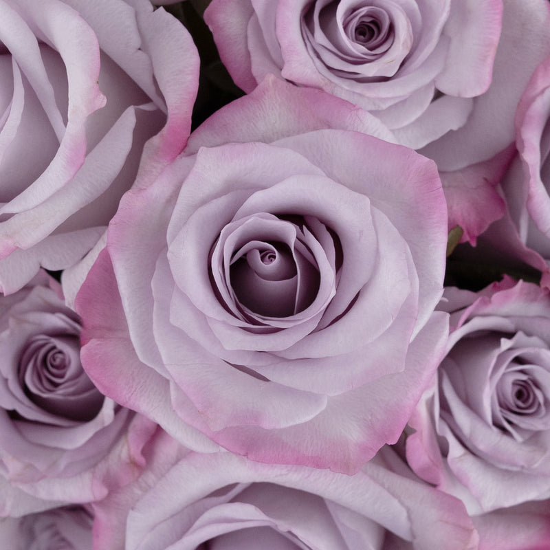 Purple Haze Lavender Rose Close Up - Image