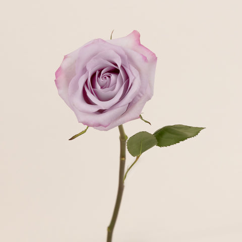 Purple Haze Lavender Rose Stem - Image