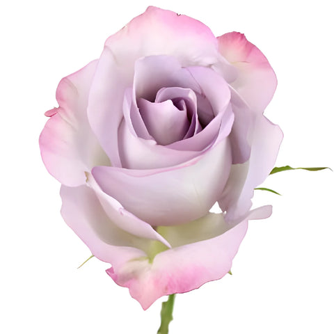 Purple Haze Sweetheart Rose Wholesale
