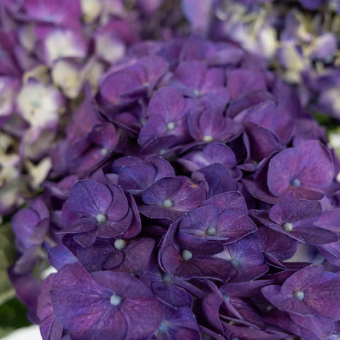 Purple Hydrangea Flower Close Up - Image