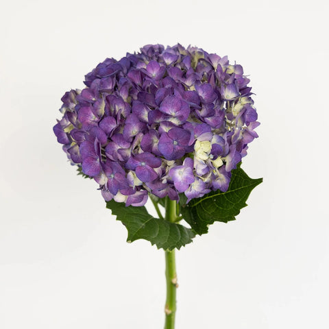 Purple Hydrangea Flower Stem - Image