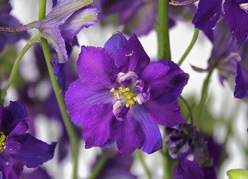 Larkspur Purple Flower