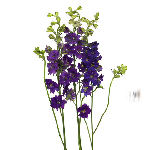 Larkspur Purple Flower