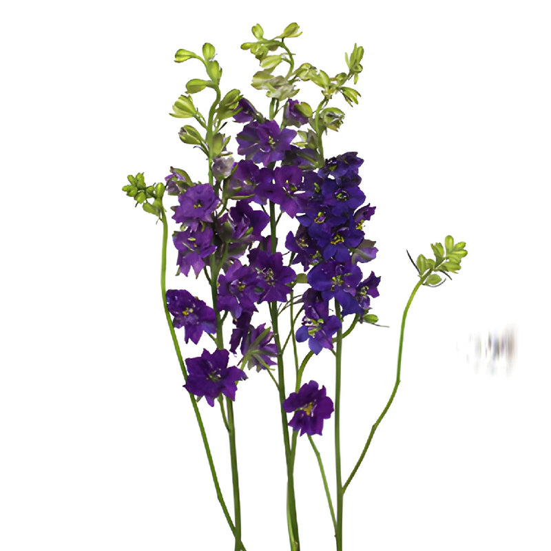 Larkspur Purple Flower