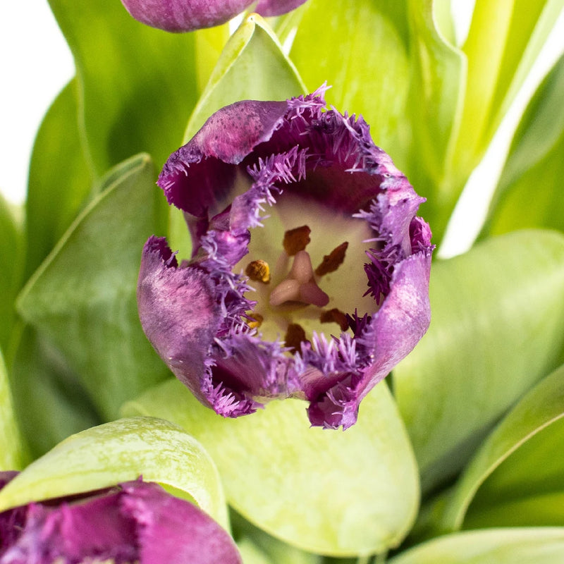 Purple Lavender Feather Tulip Close Up - Image