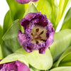 Purple Lavender Feather Tulip