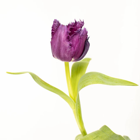 Purple Lavender Feather Tulip Stem - Image