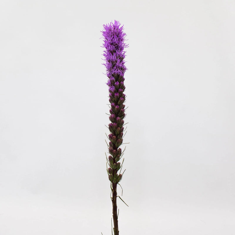 Purple Liatris Flower Stem
