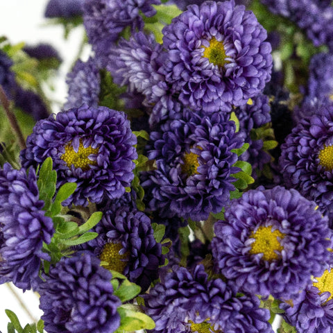Purple Matsumoto Flowers Close Up - Image