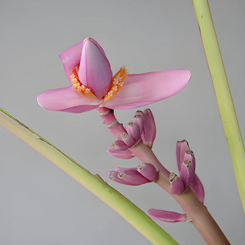 Purple Musa Tropical Flowering Banana