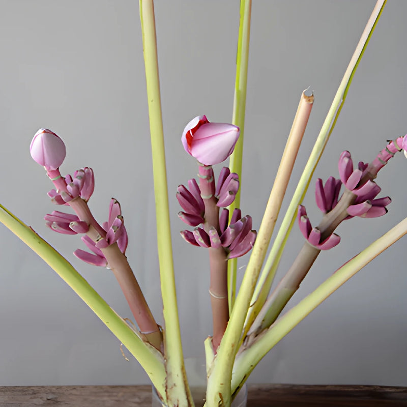 Purple Musa Tropical Flowering Banana