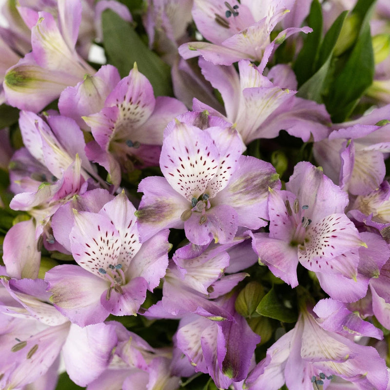 Purple Passion Alstroemeria Flowers Close Up - Image