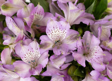 Purple Passion Alstroemeria Flowers Close Up - Image