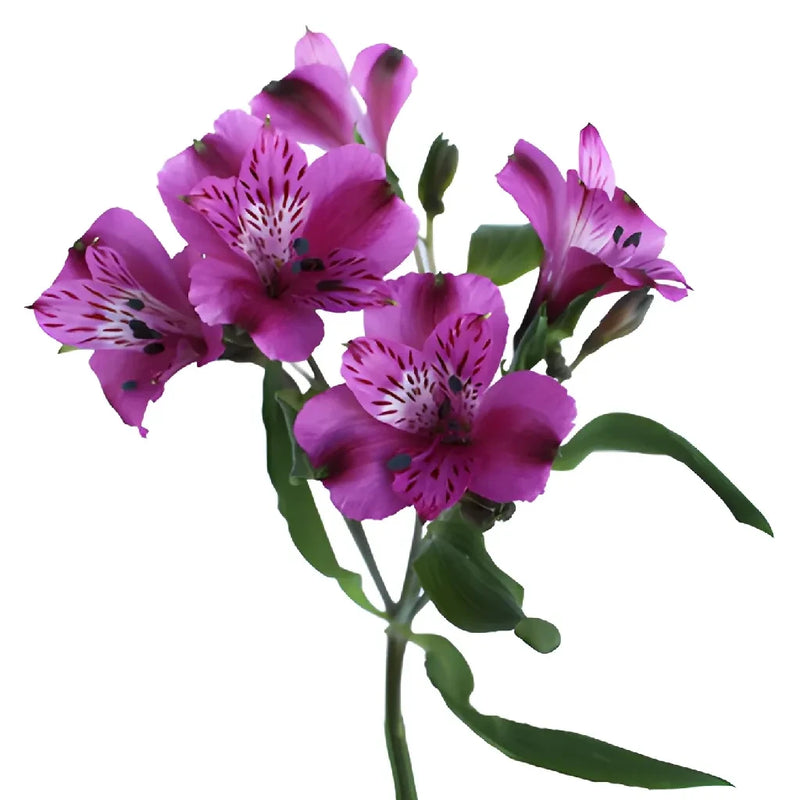 Purple Peruvian Lilies Bulk Flower Apron - Image